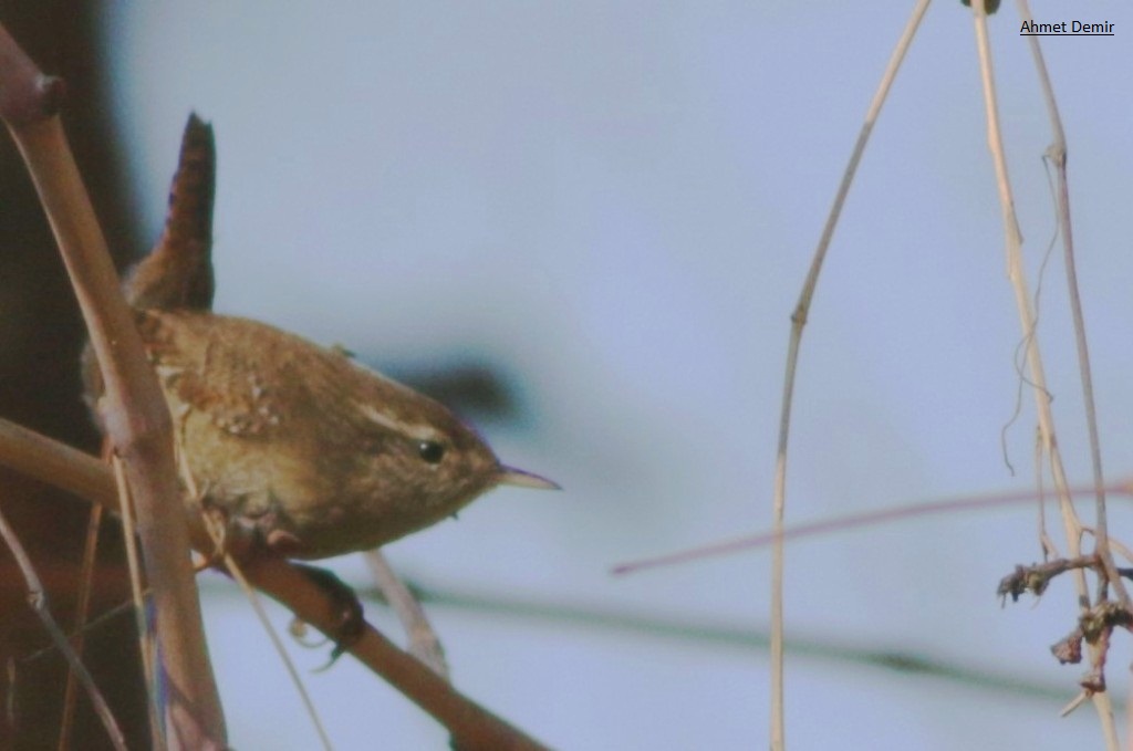 Eurasian Wren